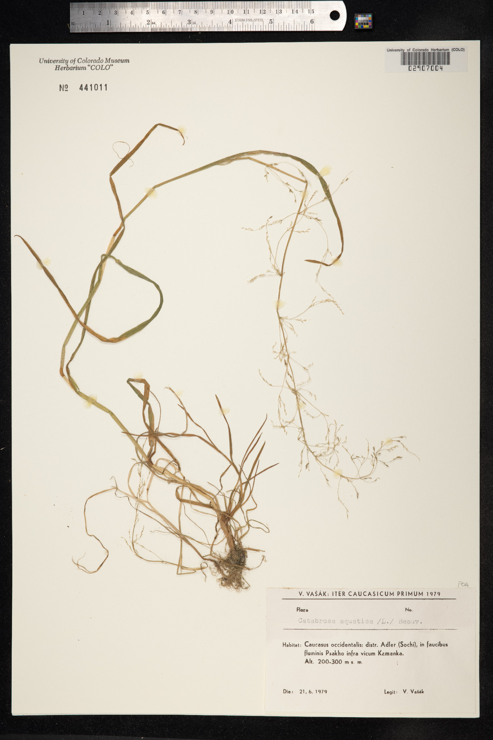 Catabrosa aquatica image