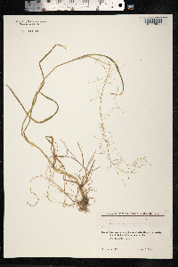 Catabrosa aquatica image