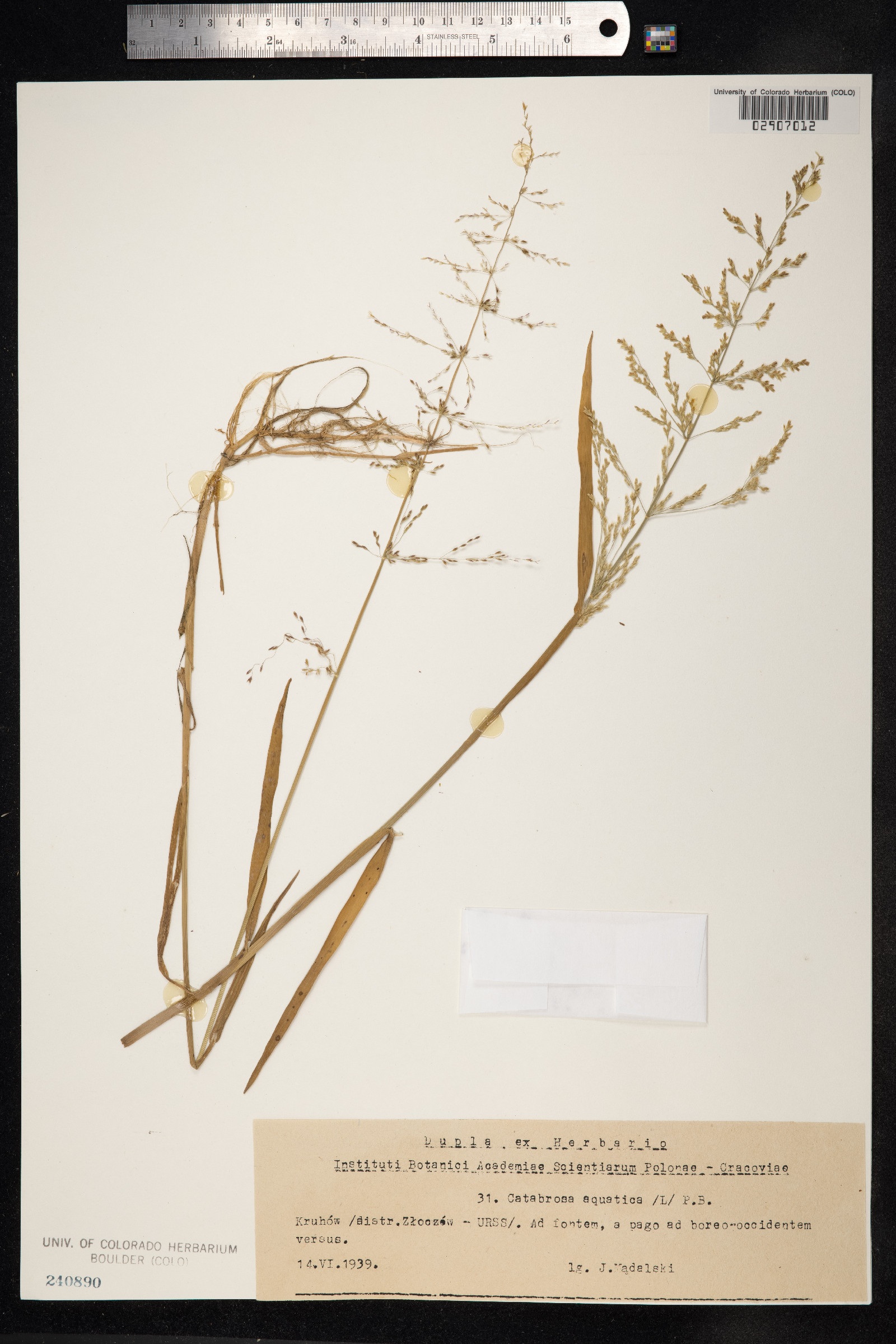 Catabrosa aquatica image