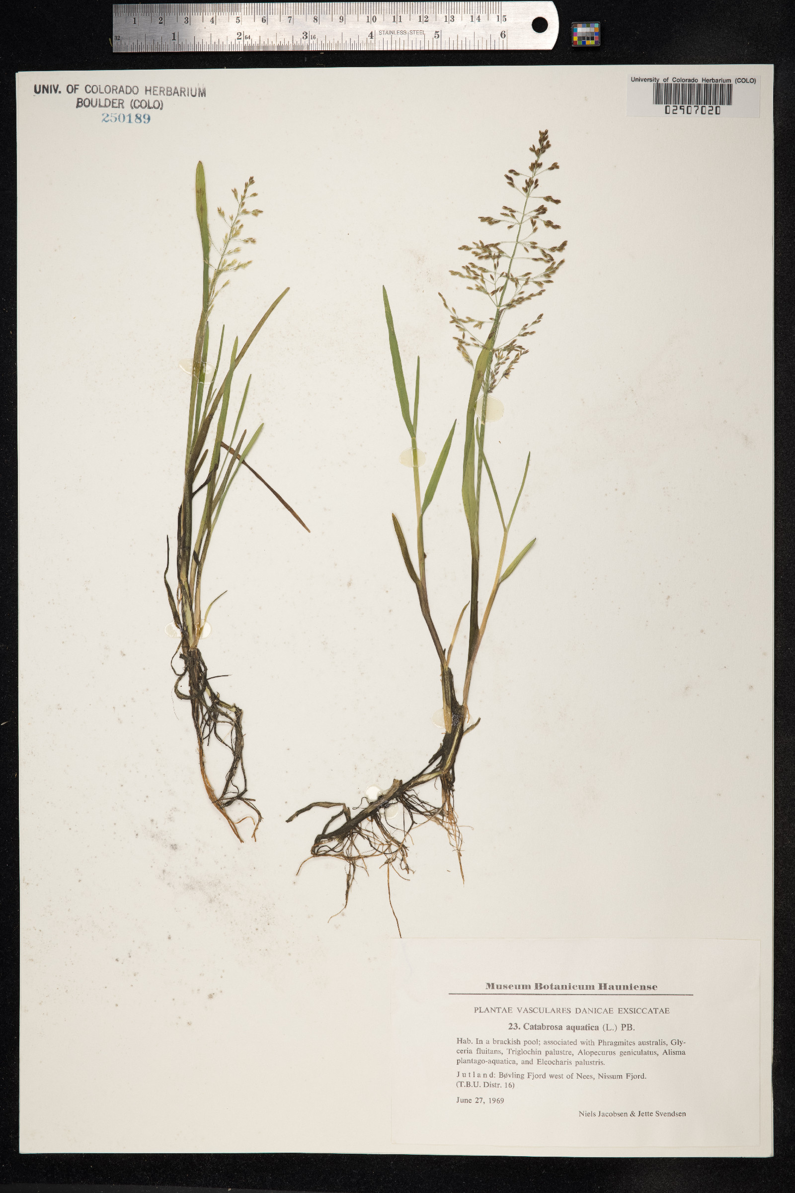 Catabrosa aquatica image
