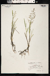Catabrosa aquatica image