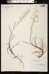 Catabrosa aquatica image