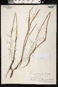 Catabrosa aquatica image