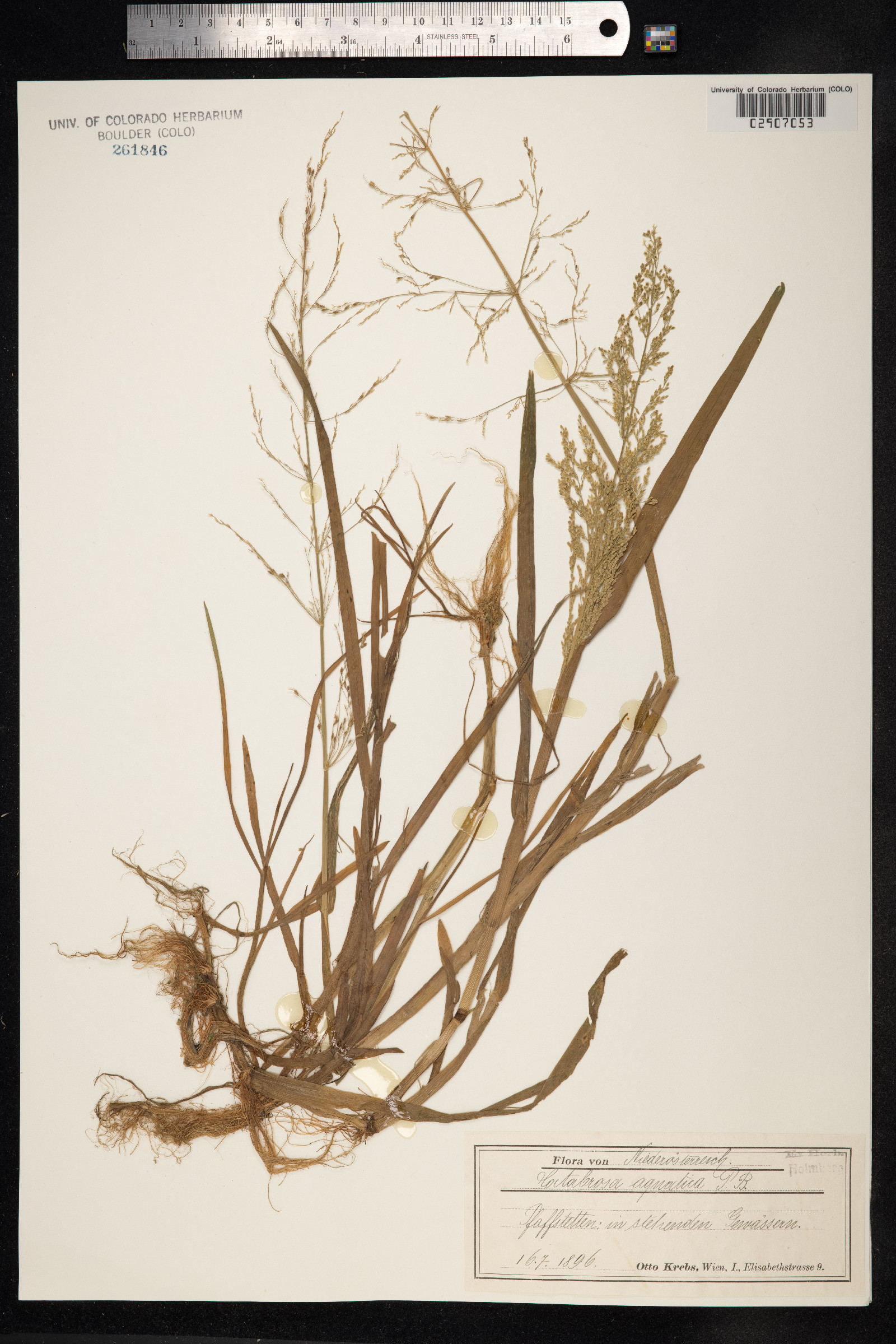 Catabrosa aquatica image