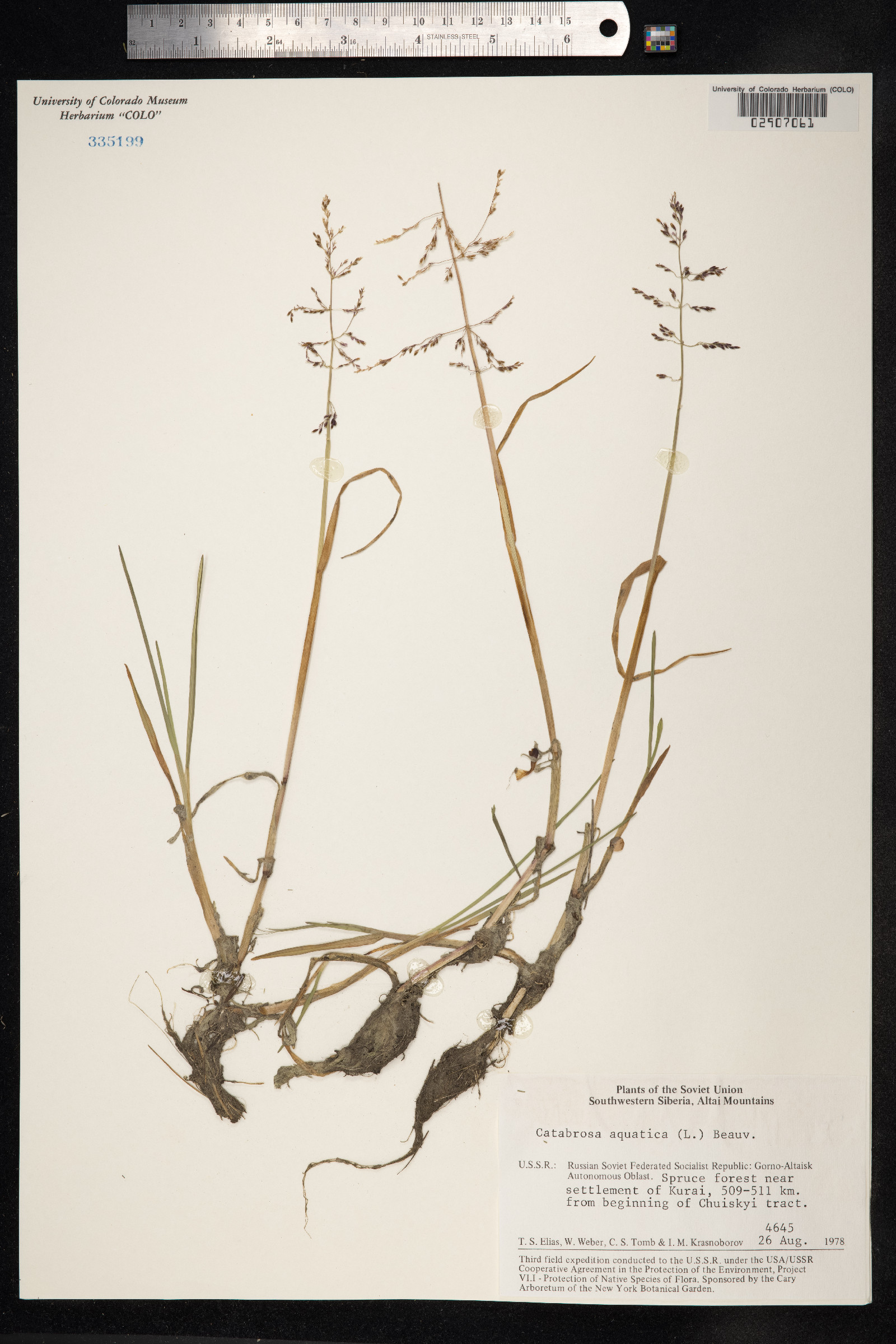 Catabrosa aquatica image