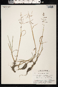 Catabrosa aquatica image