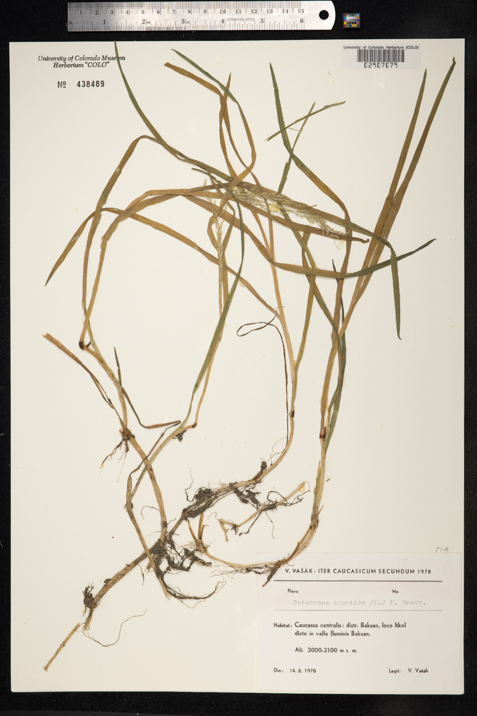 Catabrosa image