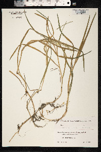 Catabrosa aquatica image