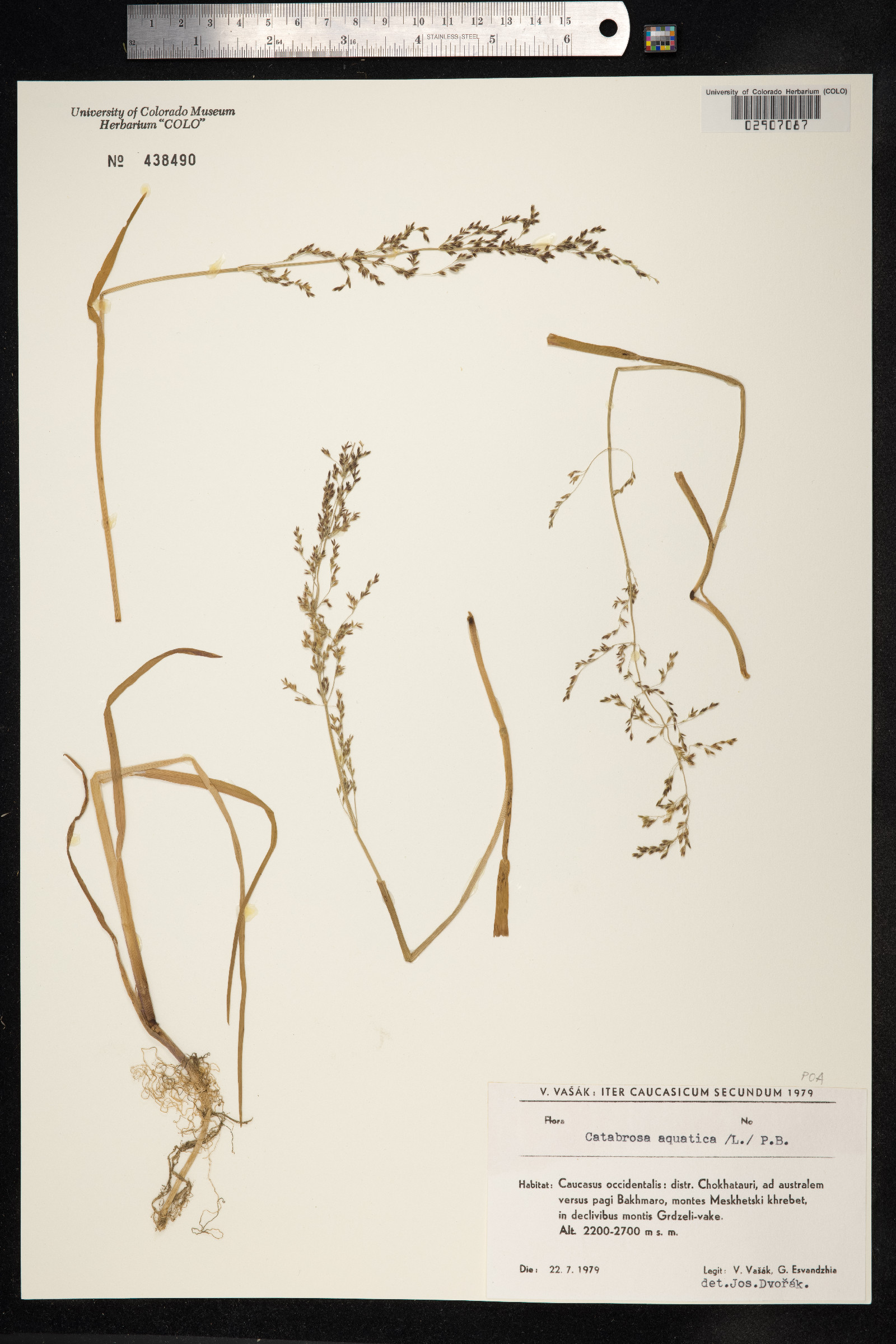Catabrosa aquatica image