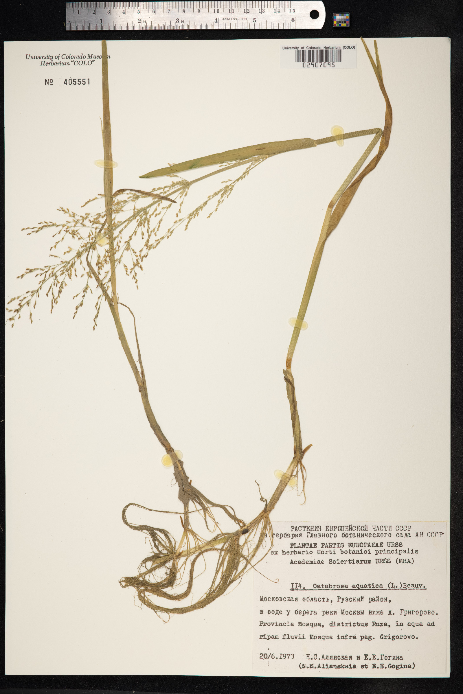 Catabrosa aquatica image