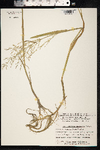 Catabrosa aquatica image