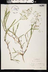 Catabrosa aquatica image