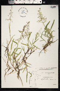 Catabrosa aquatica image