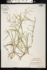 Catabrosa aquatica image