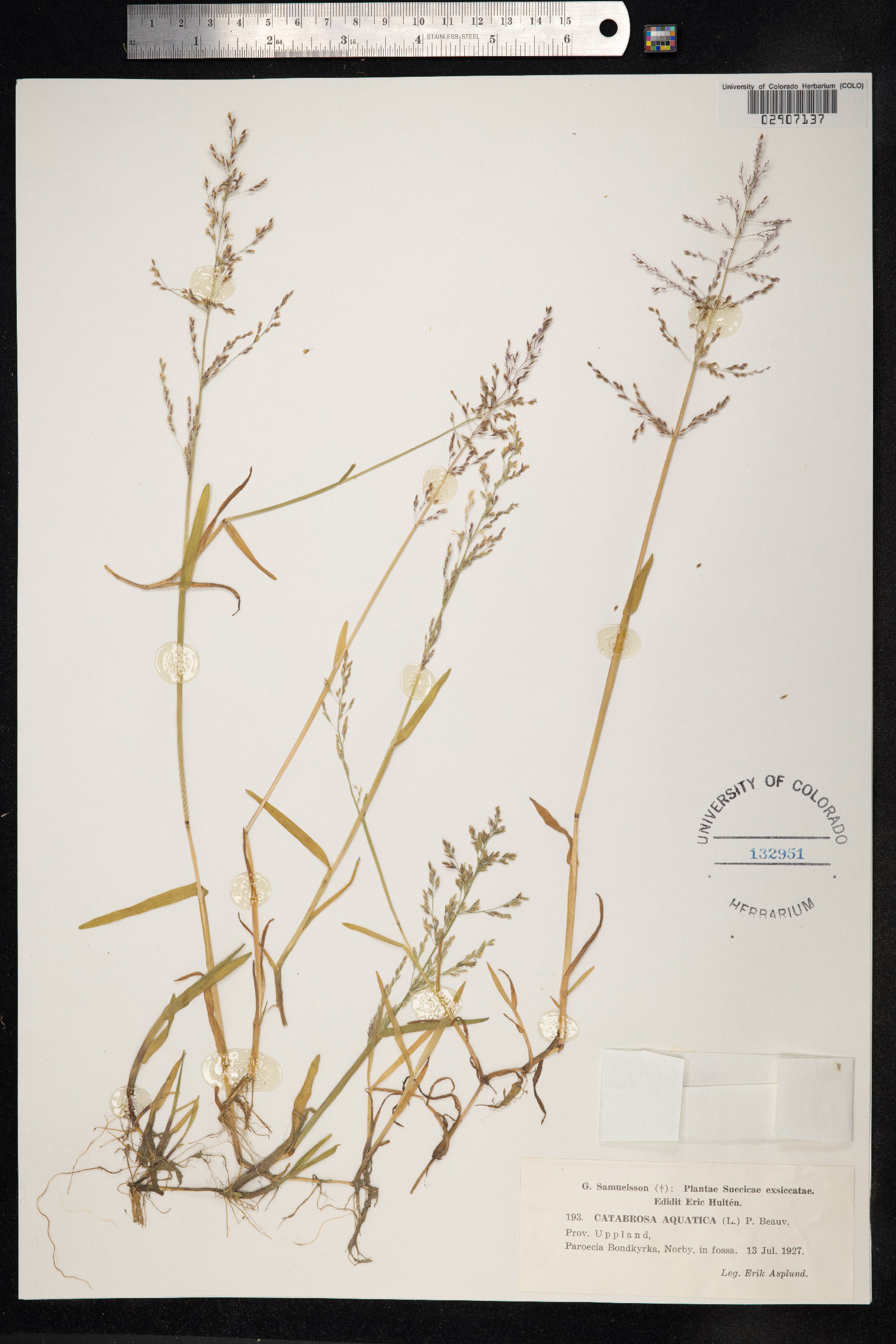 Catabrosa aquatica image