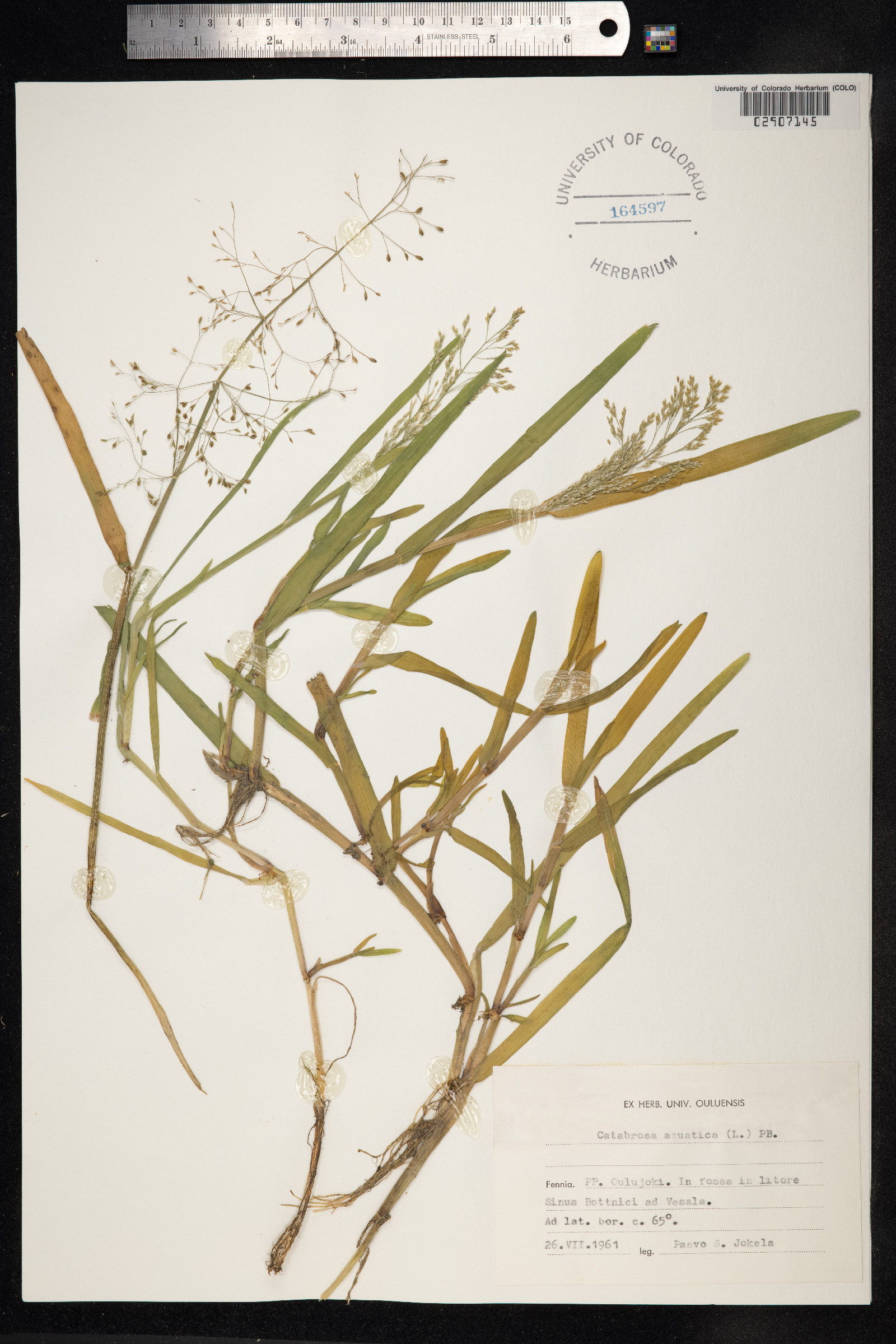 Catabrosa aquatica image