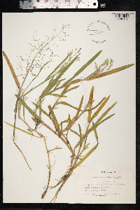 Catabrosa aquatica image