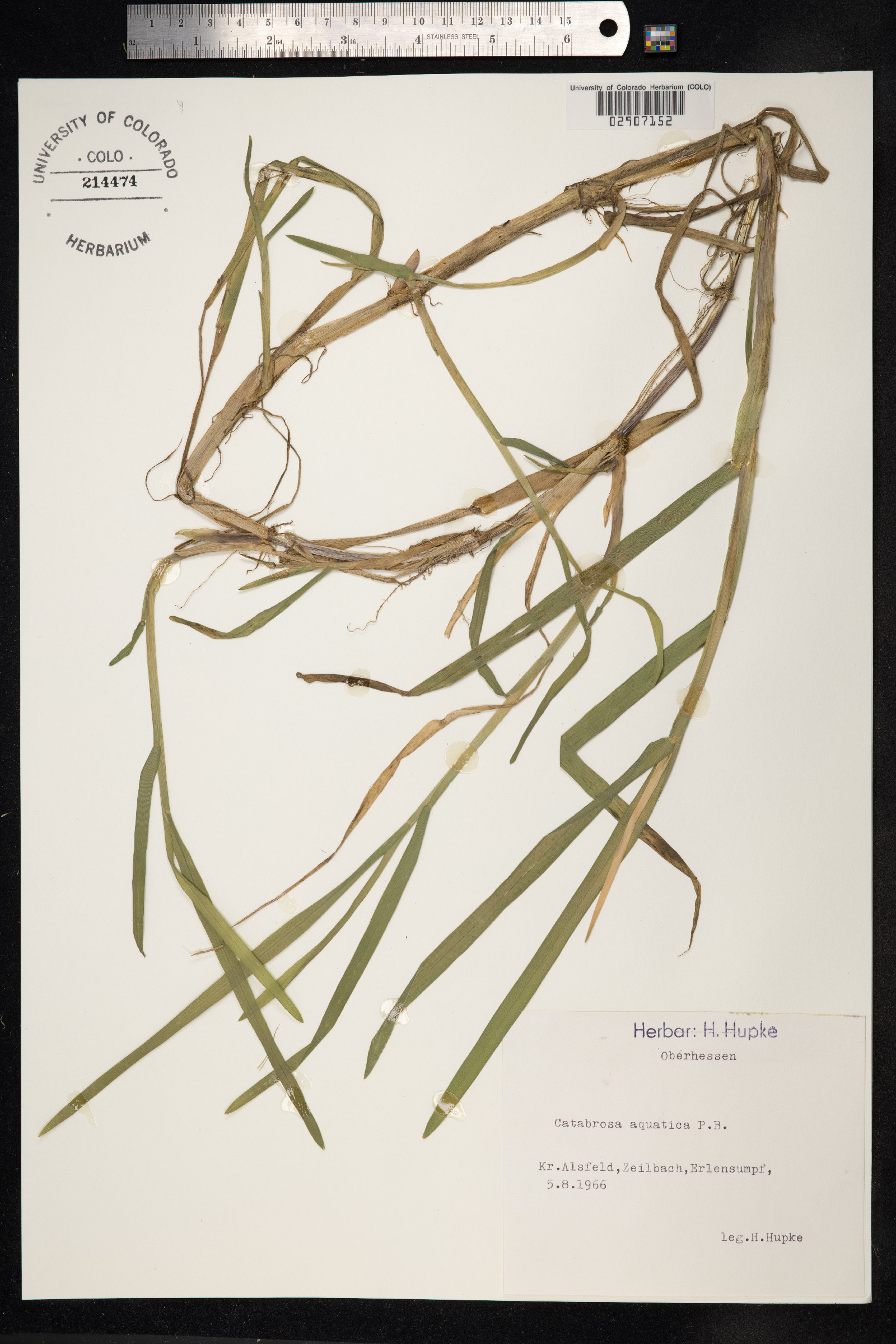Catabrosa aquatica image