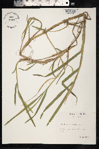 Catabrosa aquatica image