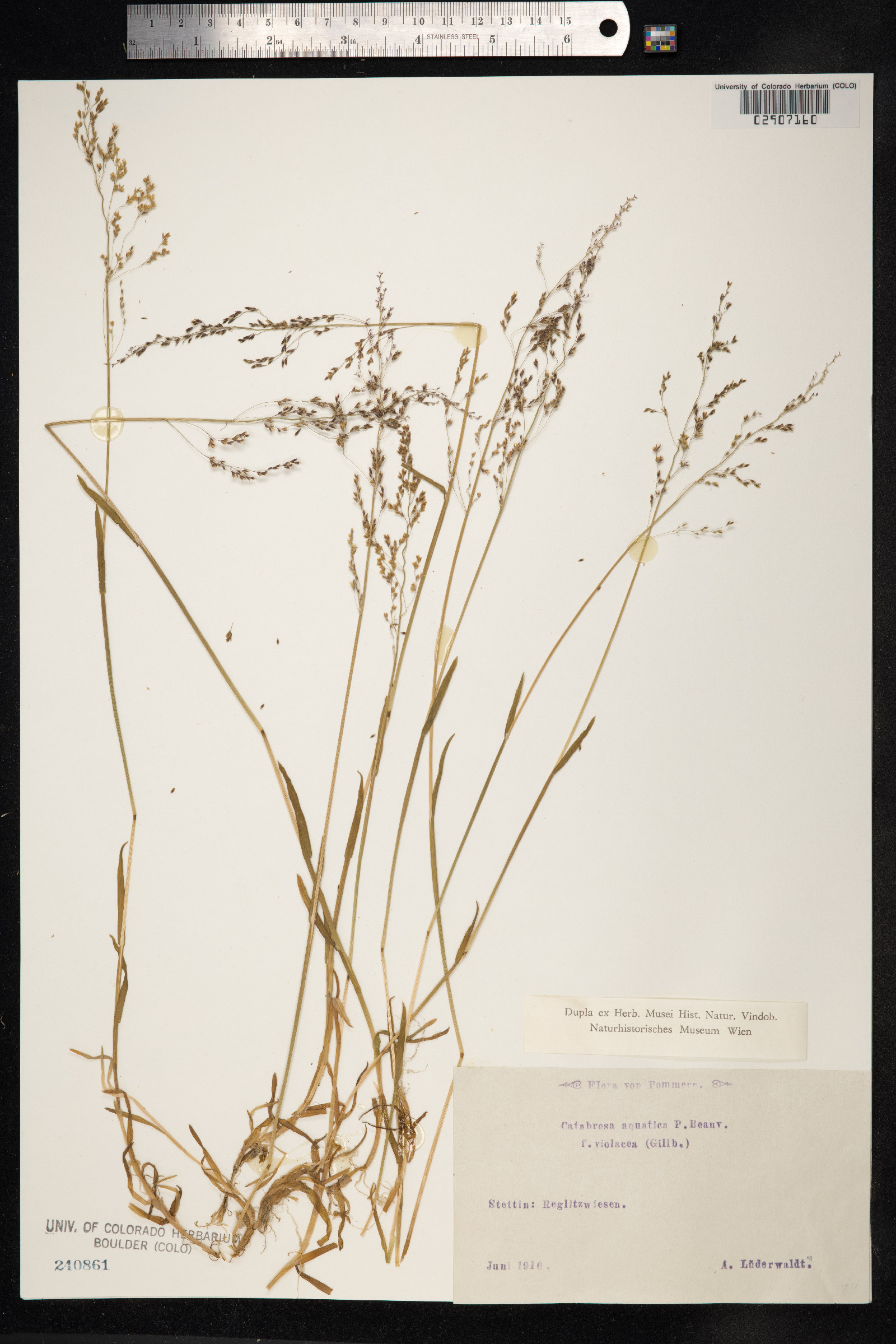 Catabrosa aquatica image