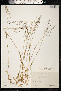 Catabrosa aquatica image