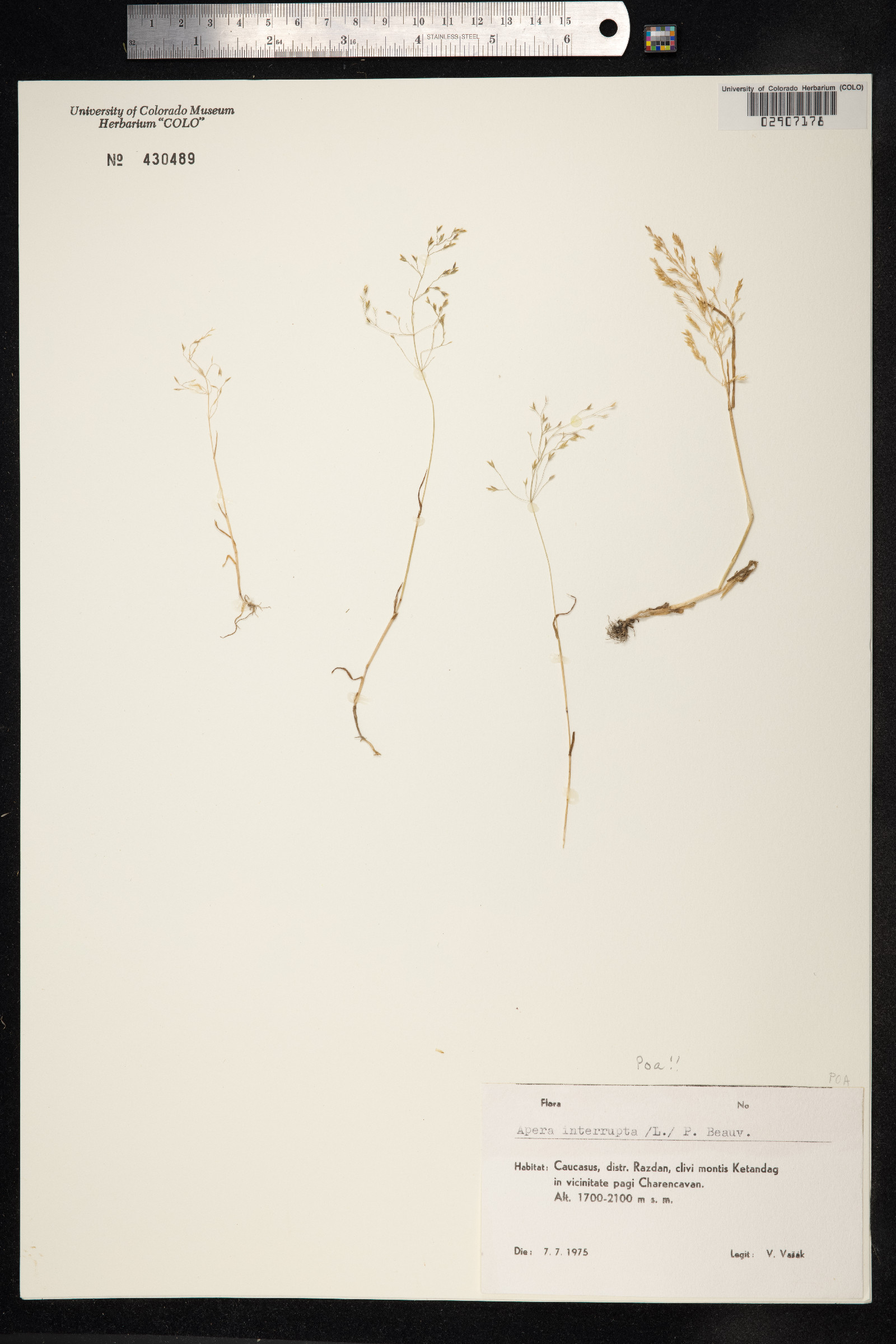 Catabrosa aquatica image