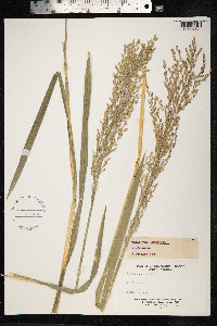 Catabrosa aquatica image