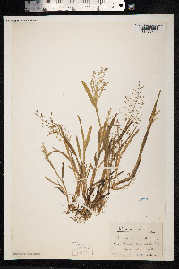 Catabrosa aquatica image