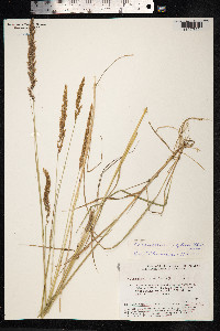 Calamagrostis stricta image