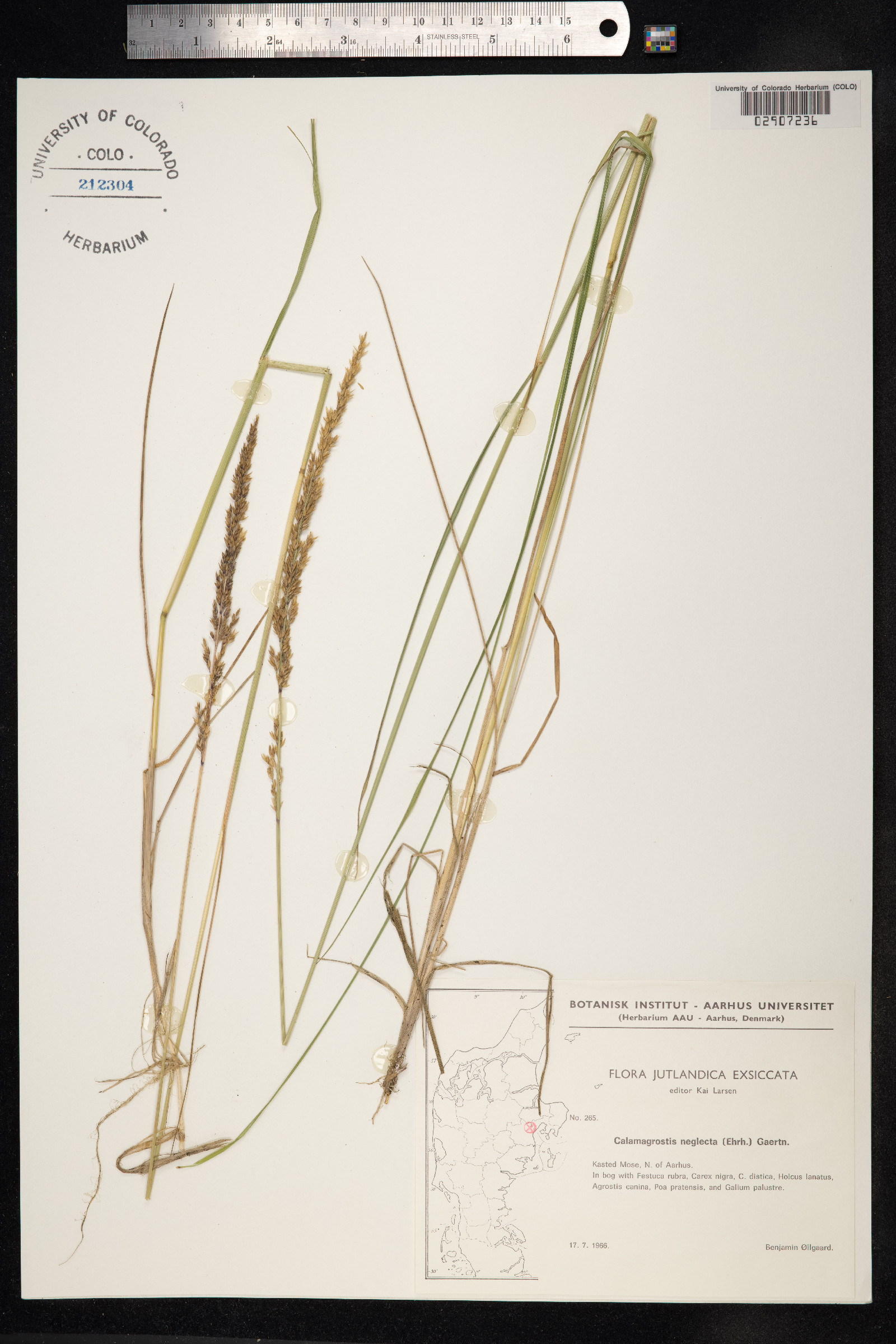 Calamagrostis stricta image