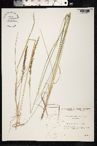 Calamagrostis stricta image