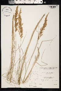 Calamagrostis stricta image