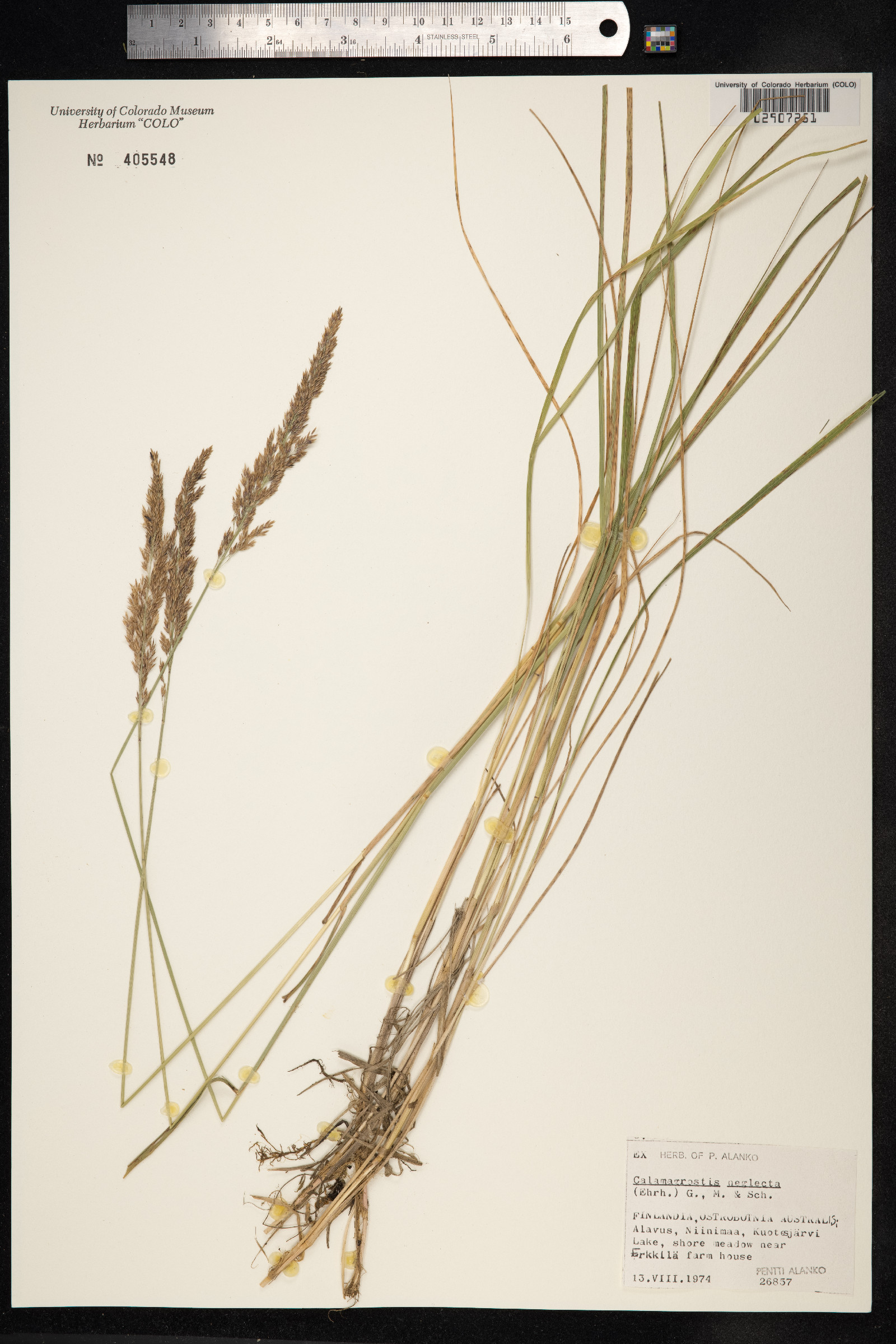 Calamagrostis stricta image