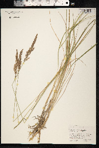 Calamagrostis stricta image