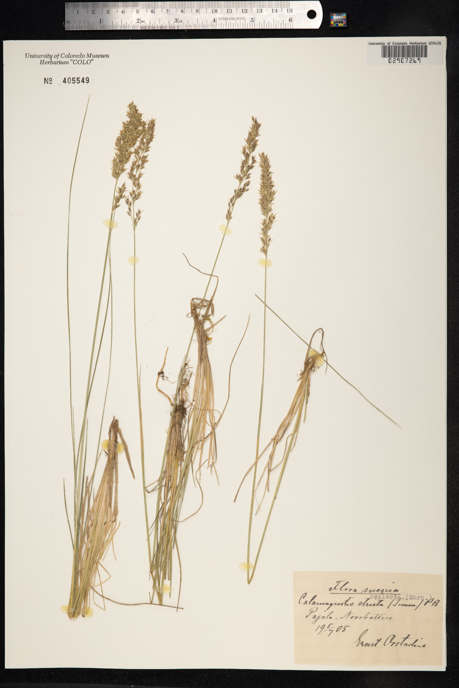 Calamagrostis stricta image