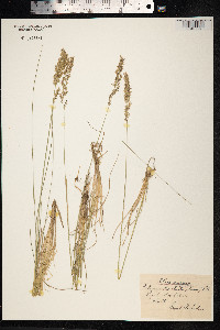 Calamagrostis stricta image