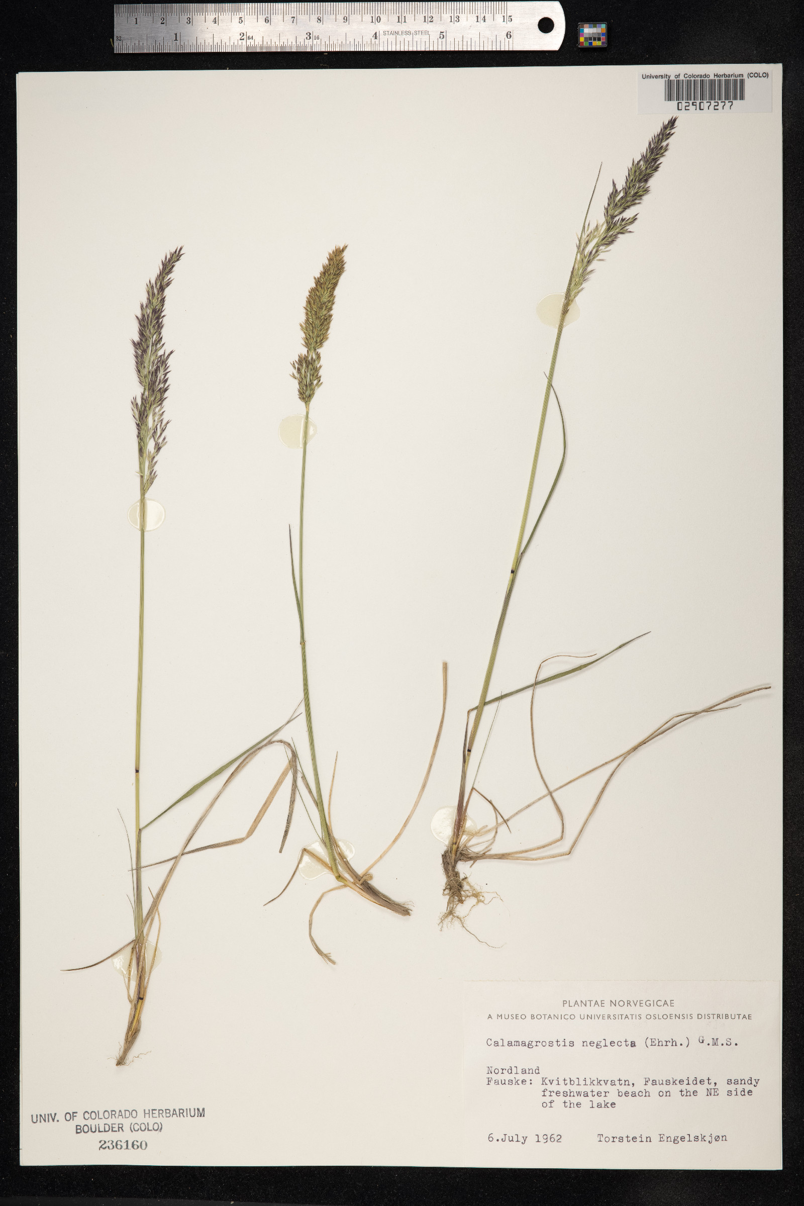 Calamagrostis stricta image