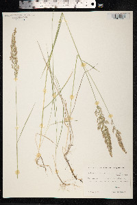 Calamagrostis stricta image