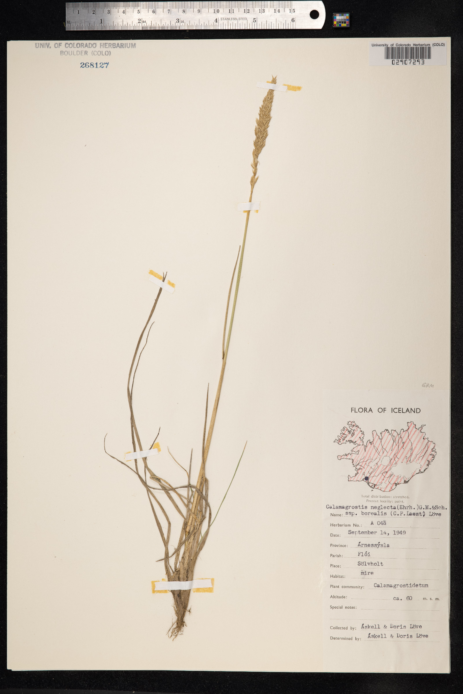 Calamagrostis stricta image