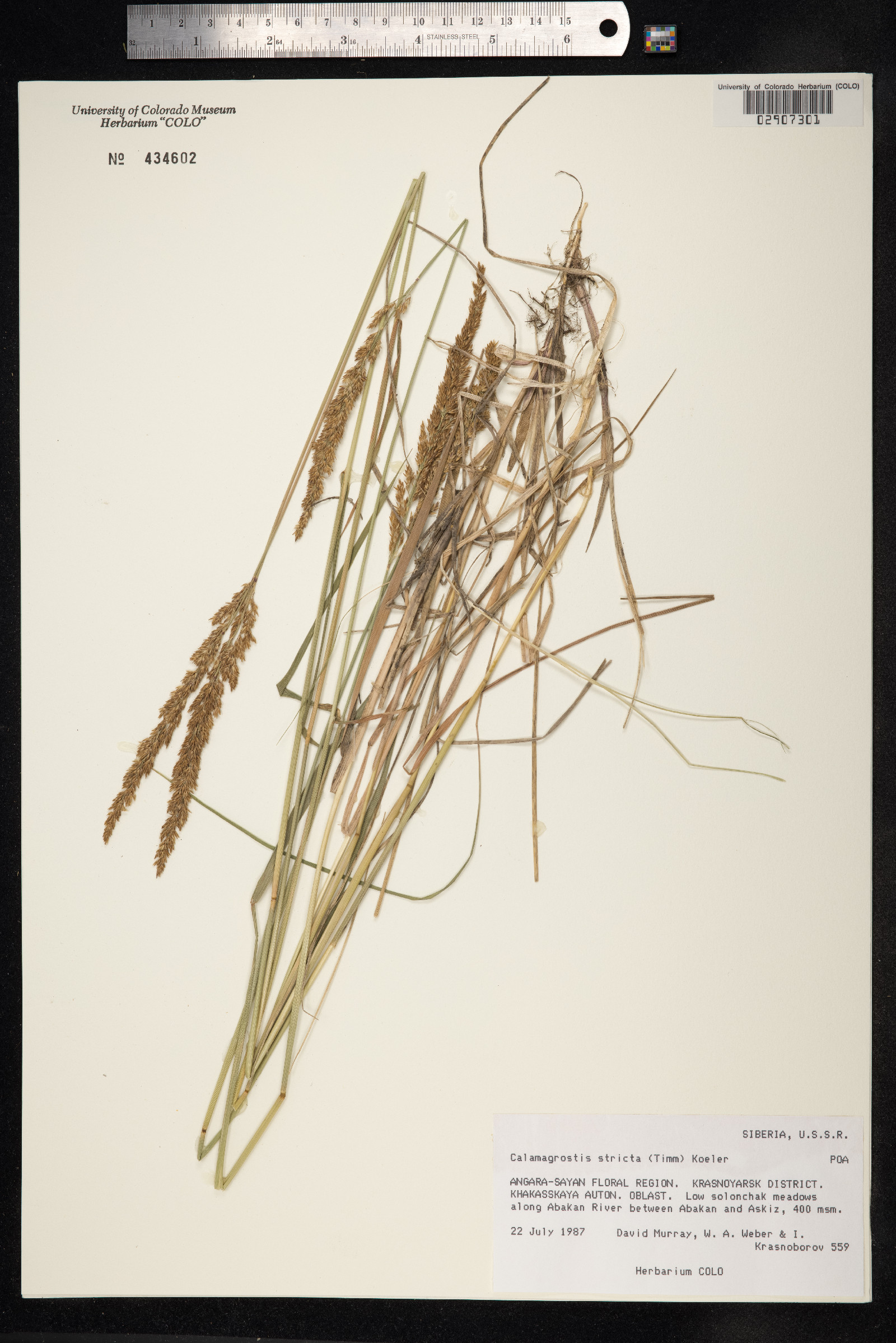 Calamagrostis stricta image