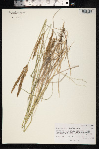 Calamagrostis stricta image