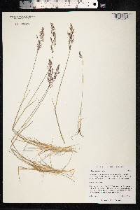 Calamagrostis stricta image