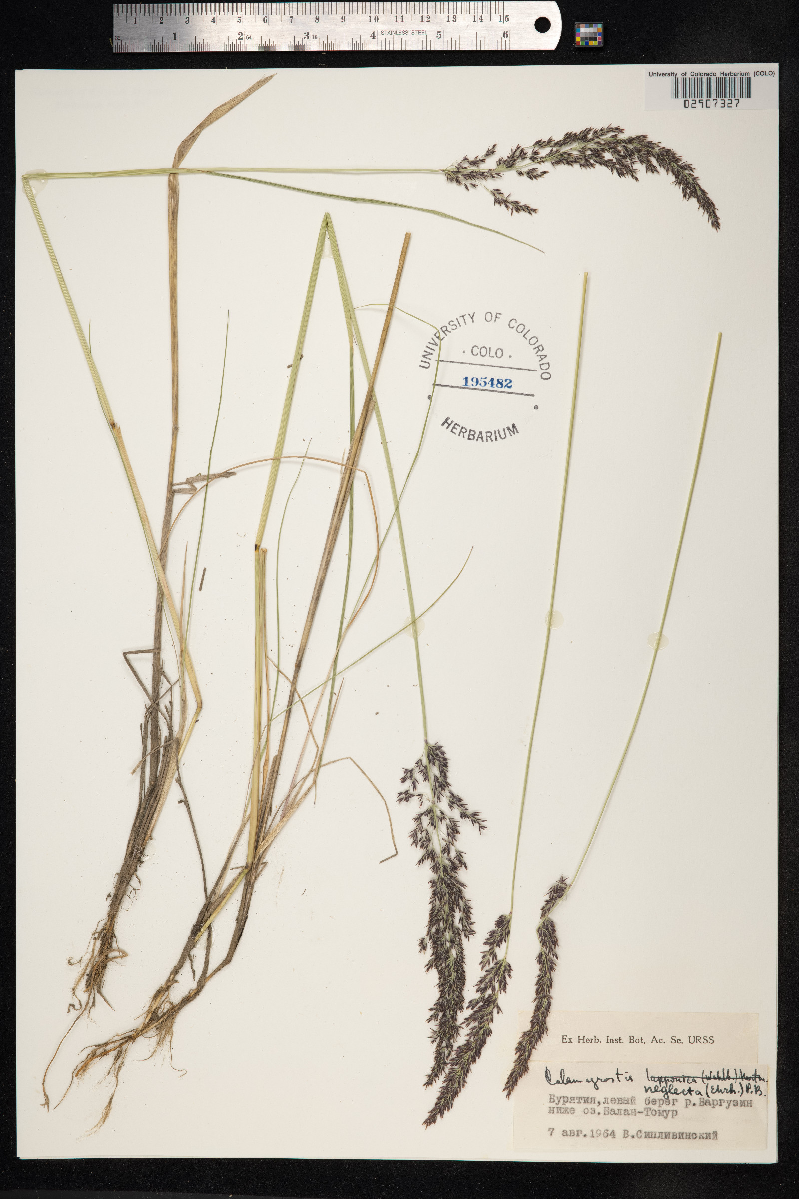 Calamagrostis stricta image