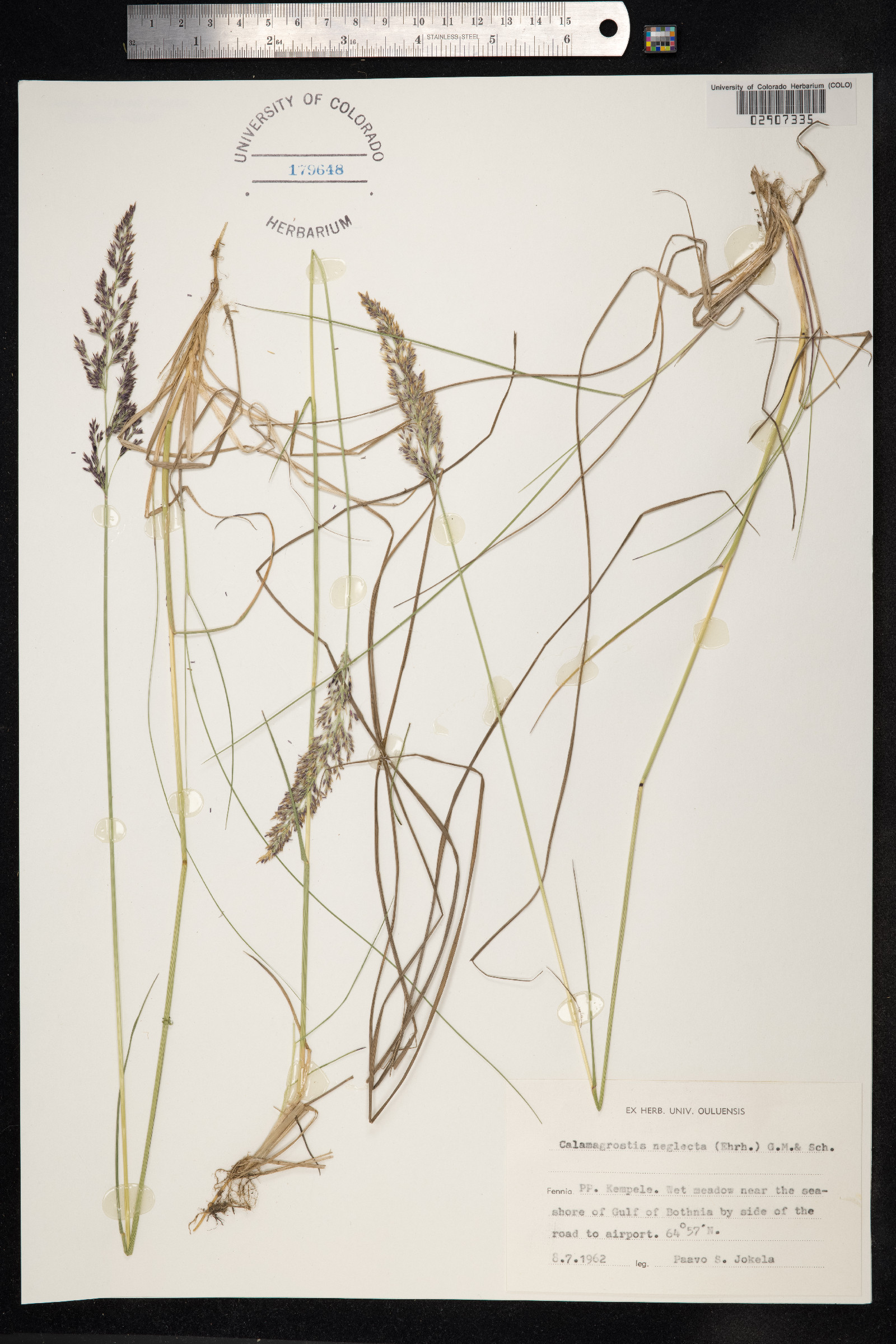 Calamagrostis stricta image