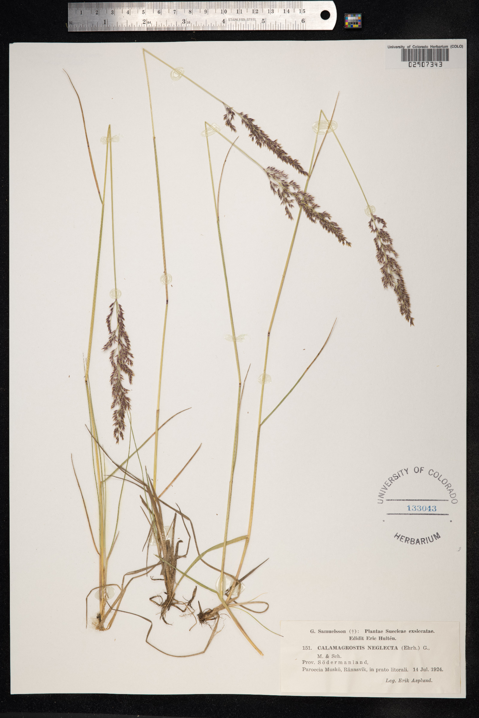 Calamagrostis stricta image