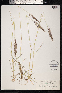 Calamagrostis stricta image