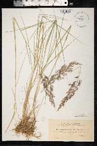 Calamagrostis stricta image