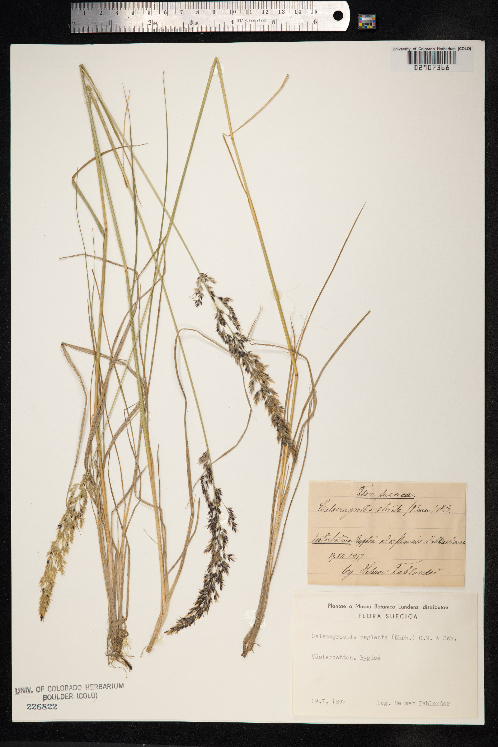 Calamagrostis stricta image