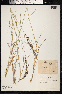 Calamagrostis stricta image