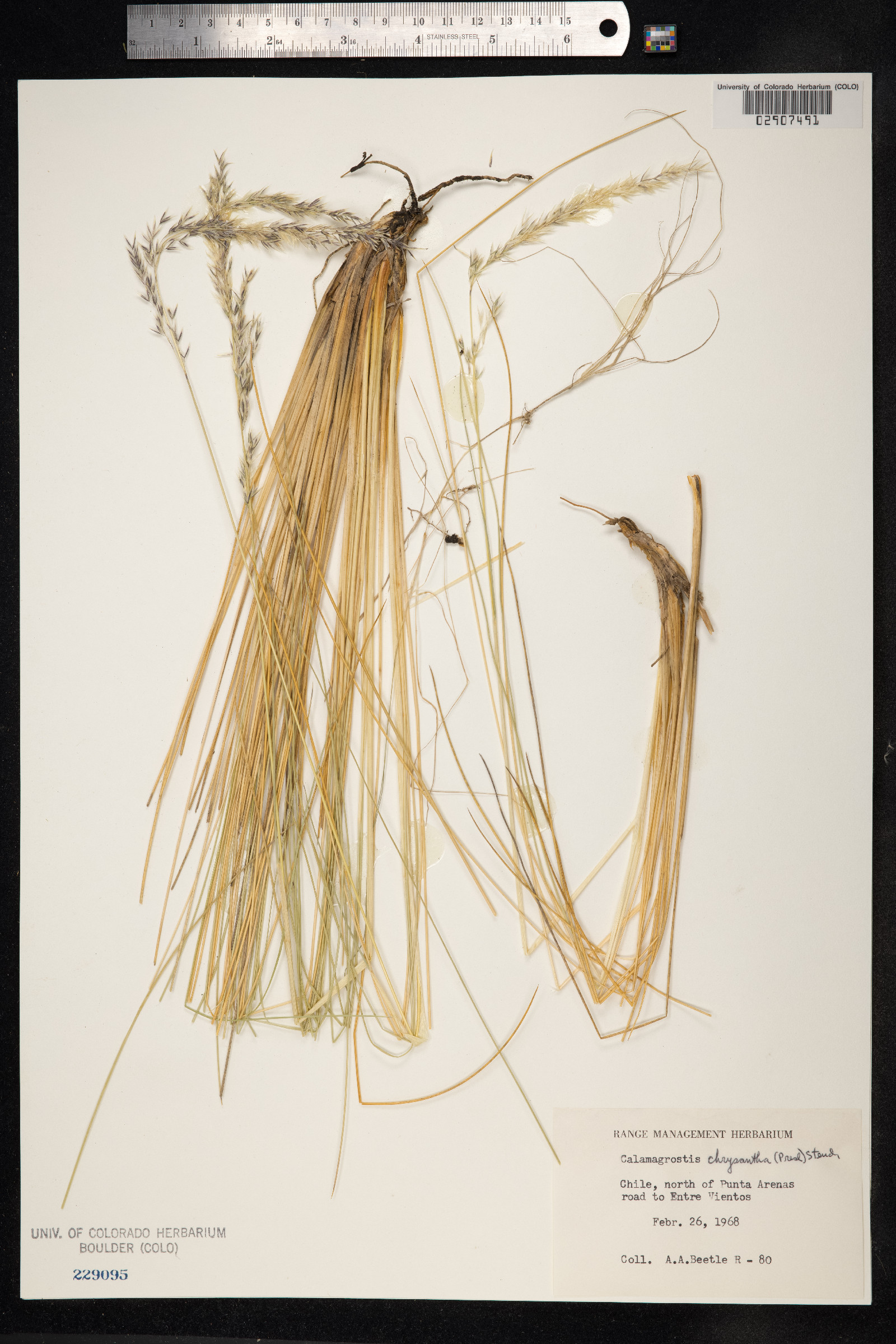 Calamagrostis chrysantha image